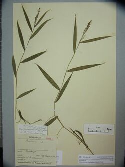 Cyrtococcum oxyphyllum (Steud.) Stapf (AM AK99061).jpg