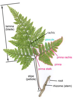 Davalia frond parts.png