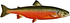 Denton Male Sunapee Trout (cropped).png