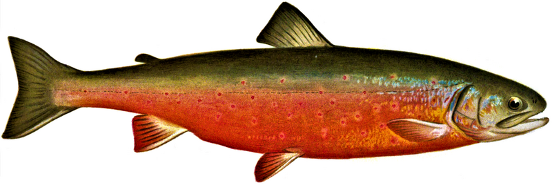 File:Denton Male Sunapee Trout (cropped).png