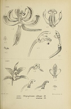 Pilophyllum villosum - Die Orchideen von Java - Tafel 45.jpg