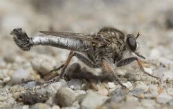 Efferia deserti, male in side view.jpg