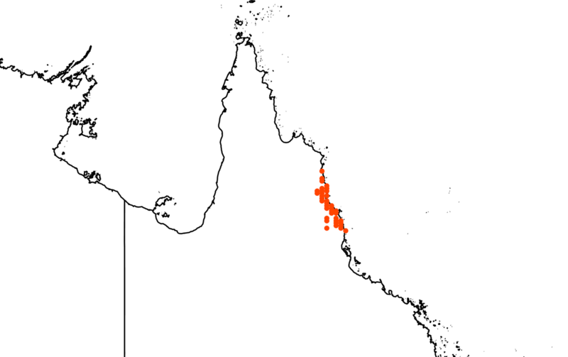 File:Elaeocarpus bancroftii distribution from Australasian Virtual Herbarium.png