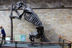 Em - Megatherium americanum - 7.jpg