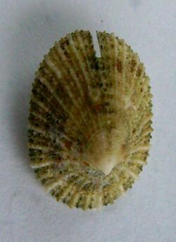 Emarginula striatula (top view).JPG