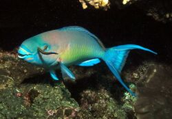 Ember parrotfish, Scarus rubroviolaceus - terminal phase (6073675545).jpg