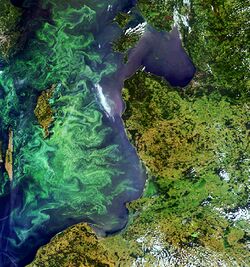 Envisat image of a phytoplankton bloom in the Baltic Sea ESA226711.jpg