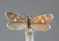 Eriocrania alpinella BE-HdN-2848a.jpg