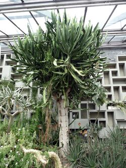 Euphorbia triangularis Hambourg.jpg