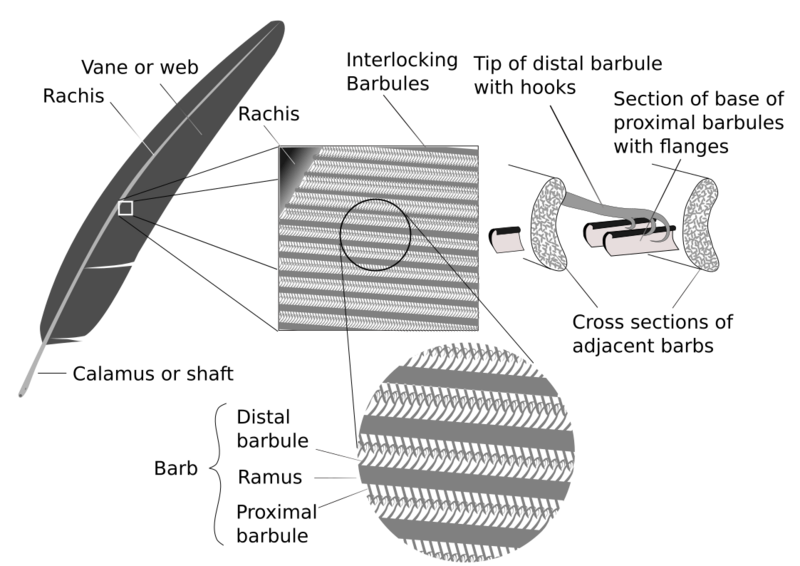 File:Feather zipping microstructure.svg