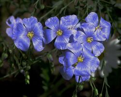 Flax flowers.jpg