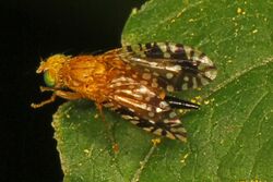 Fruit Fly - Euaresta festiva, Backus Woods, Walsingham, Ontario.jpg