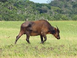 Gabon Loango National Park Wild Buffalo Single.jpeg