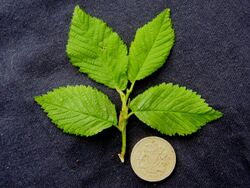 Goodyer Elm leaves.jpg