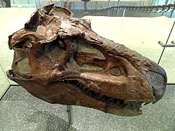 Top-right view of a Gorgosaurus skull in the American Museum of Natural History