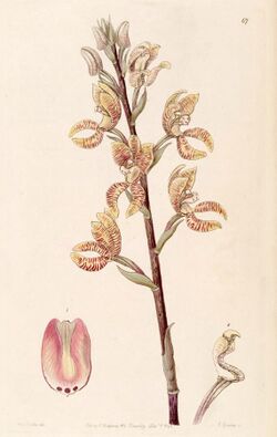 Govenia fasciata - Edwards vol 31 (NS 8) pl 67 (1845).jpg