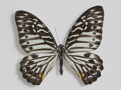 Graphium delessertiMale.jpg