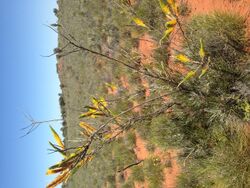 Grevillea eriostachya shrub.jpg