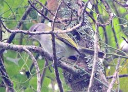 Grey-capped Tyrannulet.jpg