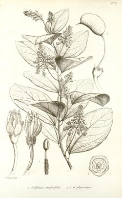 Griffonia simplicifolia Faguet 1866.jpg