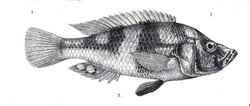 Haplochromis flavipinnis.jpg