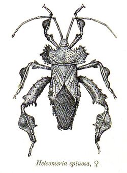 Helcomeria spinosa.jpg