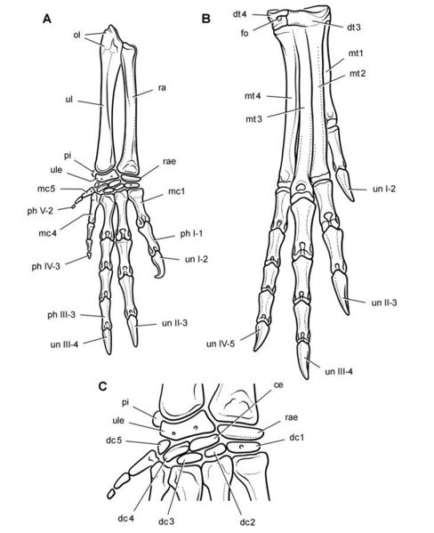 File:Heterodontosaurus manus and pes skeletal drawing sereno 2012.jpg