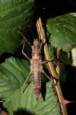 Hoploclonia cuspidata - female.JPG