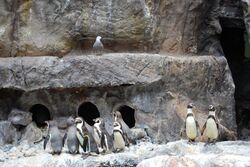 Humboldt Penguins 0132.JPG