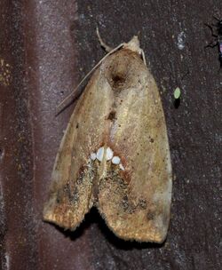 Hypsoropha hormos – Small Necklace Moth (15122460495).jpg