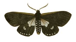 Illustrations of Exotic Entomology Callimorpha Marginata.jpg