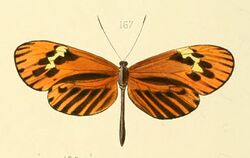 Ithomia zitella - Illustrations of new species of exotic butterflies Ithomia XXVI (cropped).jpg