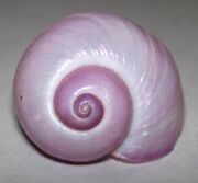 Janthina globosa (purple sea snail) 2 (15598628180).jpg