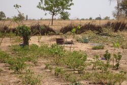 KaffrineAgroforestry.jpg