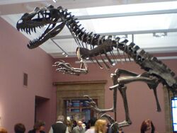 Kelvingrove Art Gallery Ceratosaurus.jpg