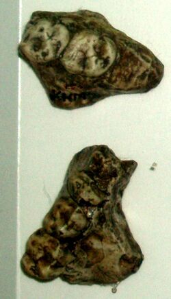 "Kenyapithecus wickeri" teeth