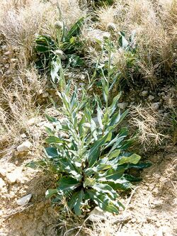 Klasea flavescens0001 04.jpg