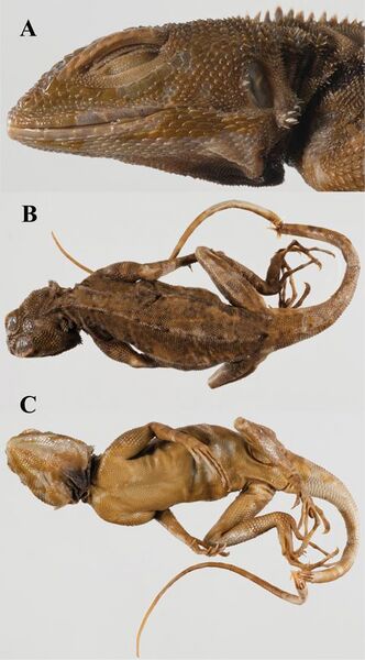 File:Lacerta plica holotype - ZooKeys-355-049-g005.jpg