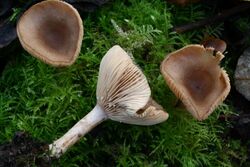 Lactarius glyciosmus 20121201w.JPG