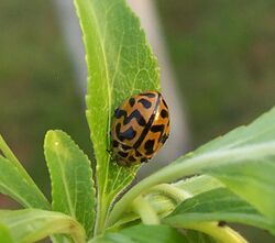 Ladybird with unusual pattern.jpg