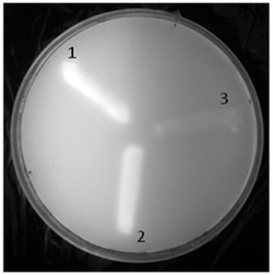 Lipase Assay.png