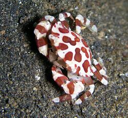 Lissocarcinus orbicularis - Harlequin Crab.jpg