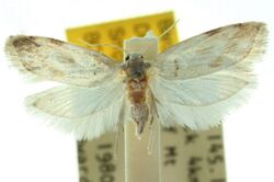 Specimen of Australian moth Litaneutis sacrifica