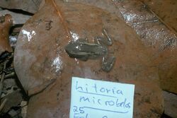 Litoria microbelos.jpg