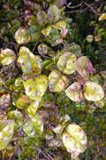 Lophomyrtus bullata by Peter de Lange.jpg