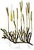 Lycopodium clavatum - Köhler–s Medizinal-Pflanzen-219 (extracted).jpg