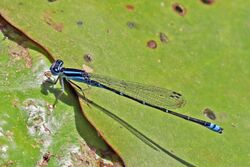 Malagasy bluet (Azuragrion kauderni) male.jpg