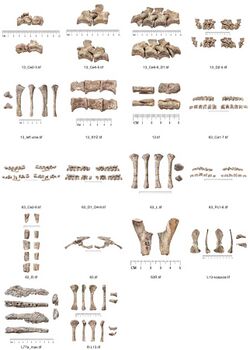 Mandasuchus referred material.jpg