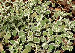 Marrubium rotundifolia.jpg