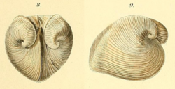 Meiocardia vulgaris Roemer 1869.png